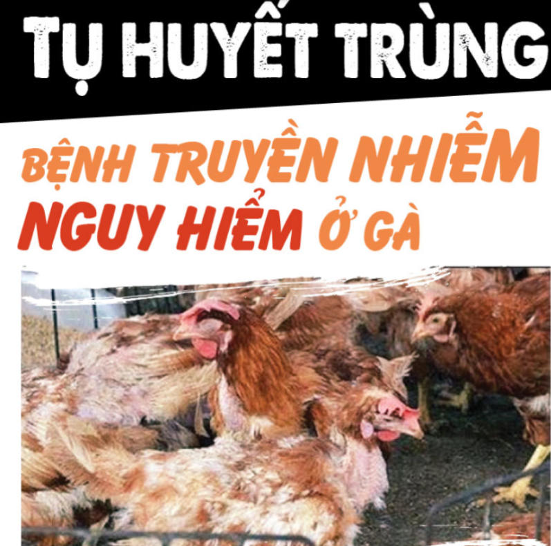 Tìm hiểu về chứng gà bị bệnh tụ huyết trùng