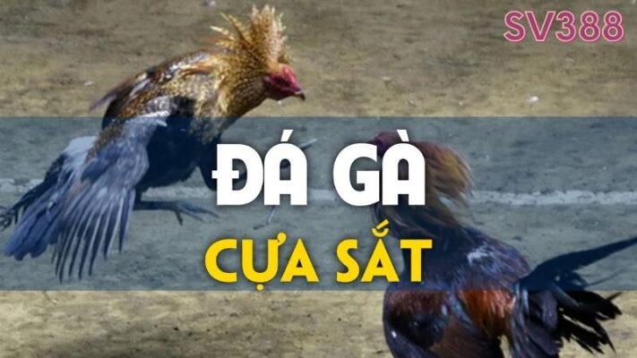 Đá gà cựa sắt