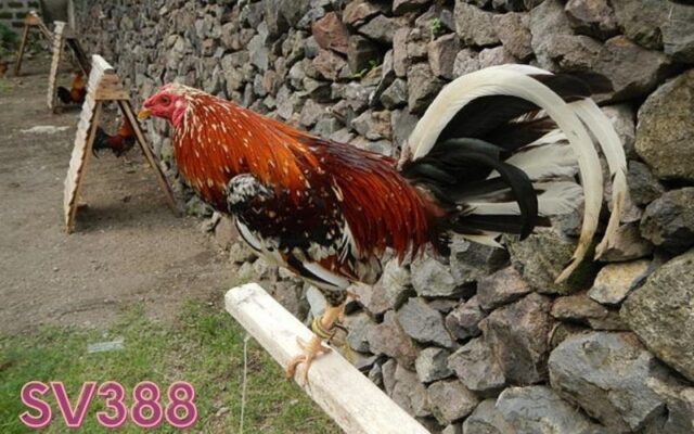 Gà chọi Philippines