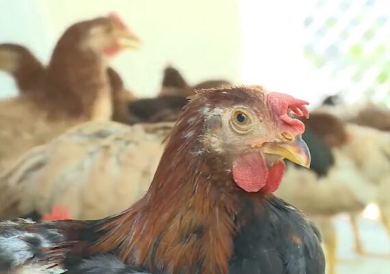 Bệnh ORT ở gà