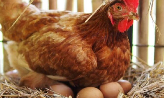 cách bảo quản trứng gà để ấp