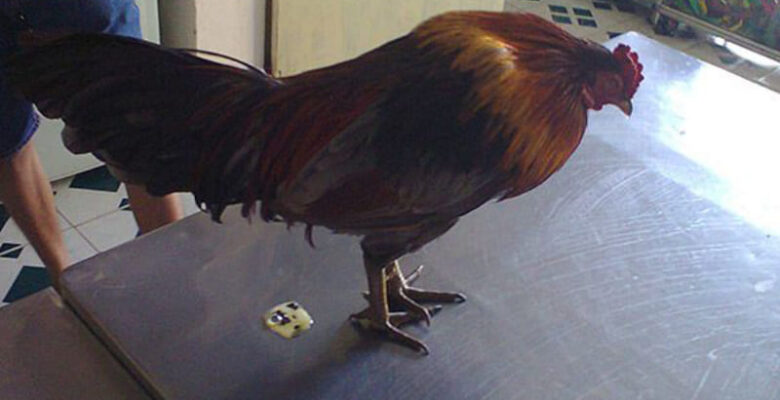 cách chữa gà chọi bị đi ngoài