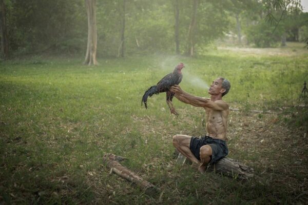 cách tắm cho gà chọi