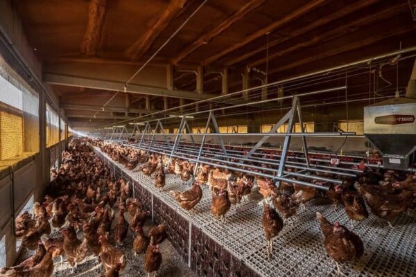 Kỹ thuật nuôi gà nhốt chuồng