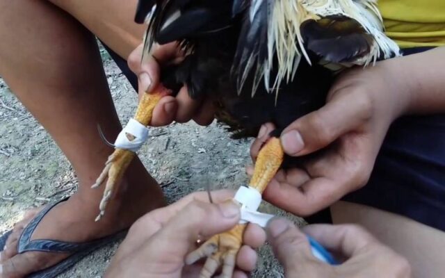 Học cách quấn cựa gà đá chuẩn theo kinh nghiệm của sư kê