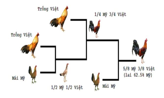 Các phương pháp lai tạo phổ biến
