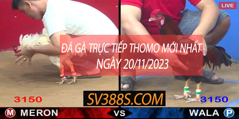 full trực tiếp đá gà thomo ngày 20-11-2023